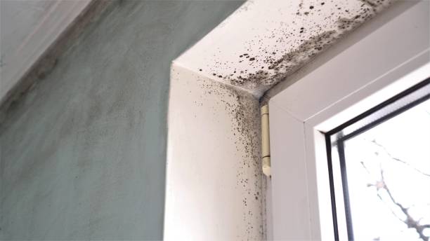 Best Mold Damage Restoration  in Binghamton University, NY