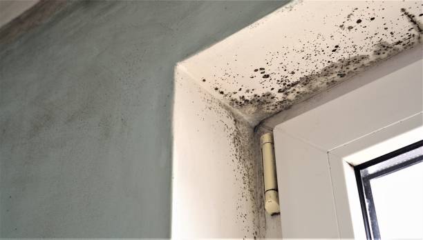 Best Mold Odor Removal Services  in Binghamton University, NY
