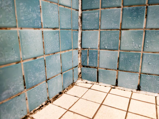 Best Mold Odor Removal Services  in Binghamton University, NY