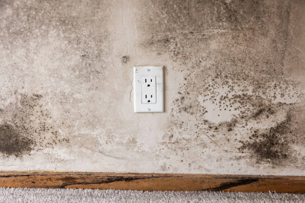 Best Environmental Consulting for Mold Prevention  in Binghamton University, NY
